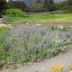 Salvia Bees Bliss (Sage)