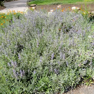 Salvia Bees Bliss (Sage)