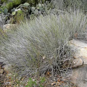 Ephedra nevadensis in the Desert Section