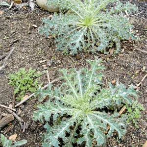 Argemone corymbosa in Desert Section