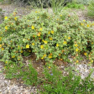 Fremontodendron Daras Gold on the Porter Trail ridge