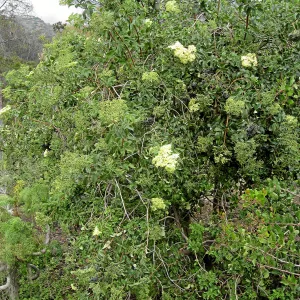 Elderberry on Porter Trail