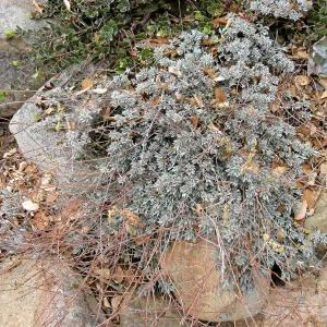Eriogonum wrightii