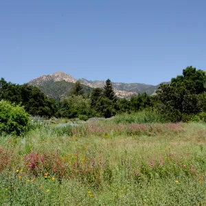 Meadow panorama