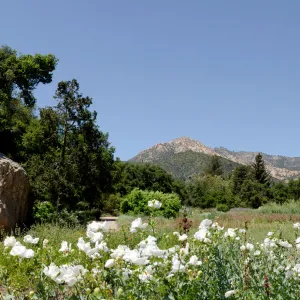 Matilija poppies in bloom, Meadow panorama