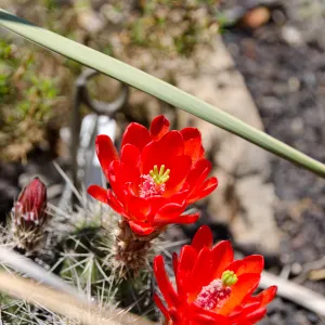 cactus flowers, Desert Section, SBBG