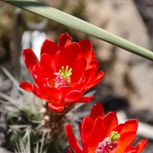 cactus flowers, Desert Section, SBBG