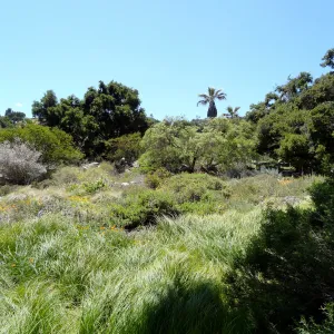 Washingtonia palm, Meadow and Desert Section view