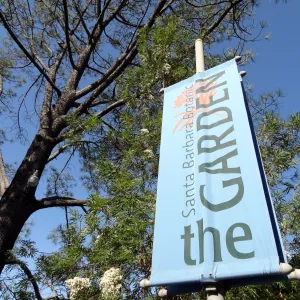 SBBG Entrance banner with Ironwood in bloom