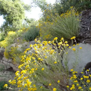 yellow infloresecences along Mission Canyon Road, rock wall