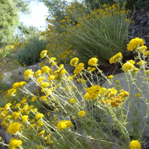 yellow infloresecences along Mission Canyon Road, rock wall