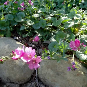 pink flowers