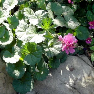 pink flowers, Arroyo Section panorama