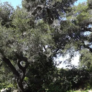 oak canopy, Arroyo Section panorama