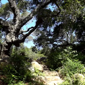 oak canopy, Arroyo Section panorama