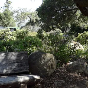 wood bench, oak canopy, Manzanita Section panorama