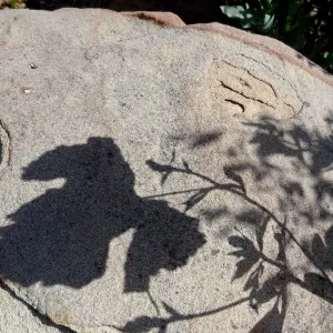 Matilija poppy shadow on boulder