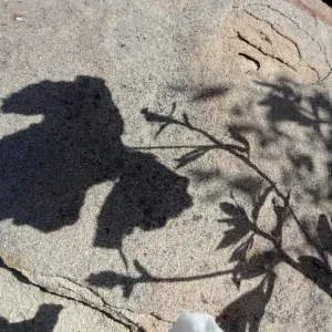 Matilija poppy shadow on boulder