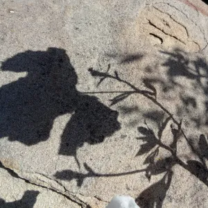 Matilija poppy shadow on boulder