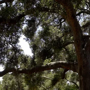 Oak canopy, Meadow panorama