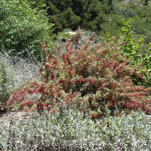 Berberis nevinii with red berries, Meadow Section