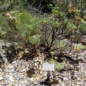 Eriogonum arborescens (Santa Cruz Island Buckwheat) in bloom, Meadow Section