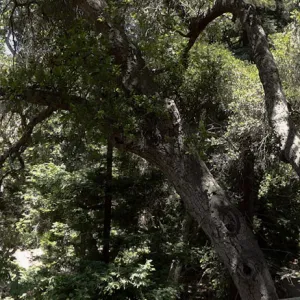 oak canopy, Canyon Section, Indian Steps, panorama
