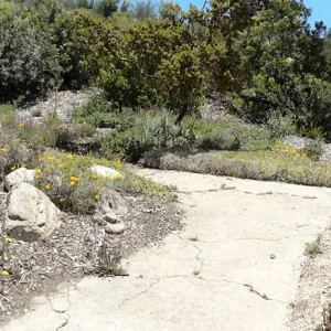 Dudleya display panorama