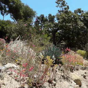Dudleya display panorama