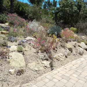 Dudleya display