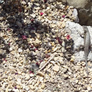 western fence lizard in the Dudleya display garden
