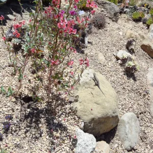western fence lizard in the Dudleya display garden