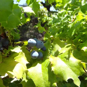 Berberis aquifolium, blue berries, Meadow Section
