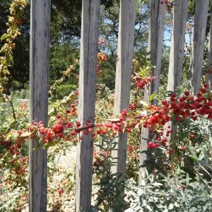 Berberis nevinii on wood fence, red berries, Conservation Section