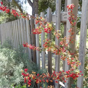 Berberis nevinii on wood fence, red berries, Conservation Section