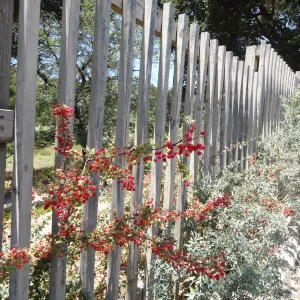 Berberis nevinii on wood fence, red berries, Conservation Section