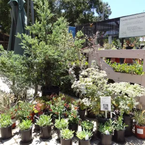 Garden Growers Nursery, potted plants for sale