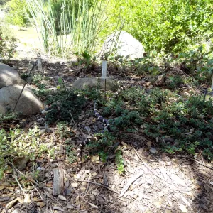 California king snake at Garden Entrance