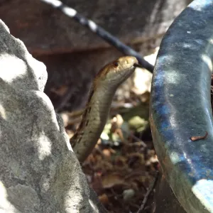 Gopher snake under the entrance oak