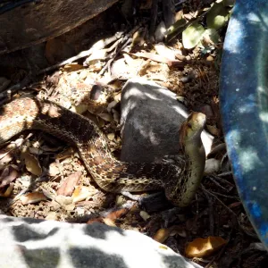 Gopher snake under the entrance oak