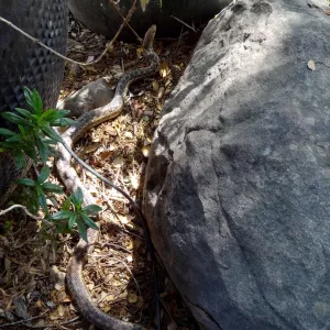 Gopher snake under the entrance oak