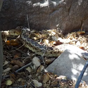Gopher snake under the entrance oak