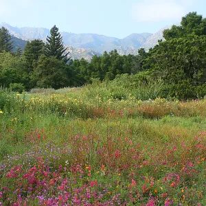 Clarkia wildflower display, SBBG Meadow in bloom, Rose and Nightingale concert in the Garden event