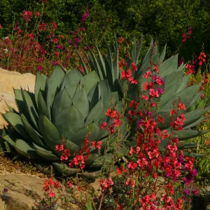 Agave and wildflowers in bloom, Rose and Nightingale concert in the Garden event