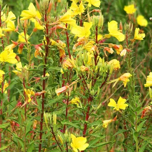 Evening primrose in bloom, Rose and Nightingale concert in the Garden event