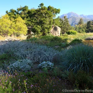 SBBG Meadow, Blaksley Boulder, view to mountains