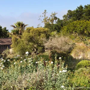 SBBG Meadow