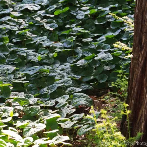 Asarum, wild ginger leaves, Redwood Section