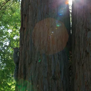 Grey squirrel, Redwood Section