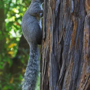 Grey squirrel, Redwood Section